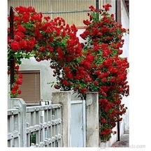 Kırmızı Kokulu Sarmaşık Gül Fidanı yediveren - Tüplü 100 Cm