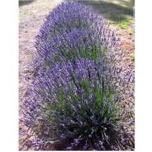 Lavandula Angustifolia Lavanta Fidesi Fidanı 10-20 Cm