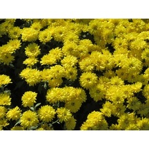 Sarı Kasımpatı Çiçeği Fidanı Saksılı 20-40 Cm