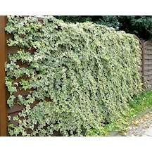 Hedera Sarmaşık 5 Adet - 1.5 Metre Sarılıcı Bitki N11.22977