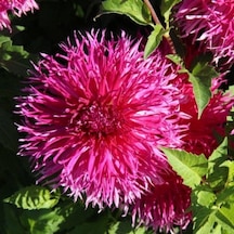 İri Çiçekli Dentelle D. Forestier Dahlia Yıldız Çiçeği Yumrusu 1