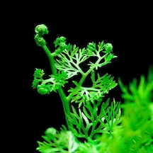 Ceratopteris Thalictroides 1 Bağ Kolay Akvaryum Zemin Bitkisi Canlı Akvaryum Bitkisi