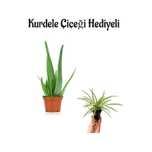 Dolgun Formlu Aleo Vera Bitkisi Sevgililer Gününe Özel Kurdele Çiçeği Hediyeli