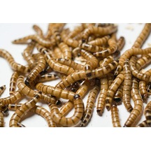 Morıo Kurdu 2-4 Cm Orta Boy 25 Adet