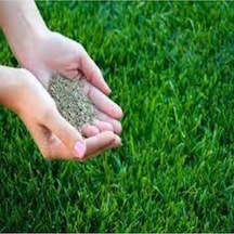 5kg Çim Tohumu Ithal 3lü Karışım Özel Çim Yeşil Çim Tohumu Sürpriz Hediye Tohumludur