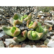 10 Adet Tanquana Prismatica Mesemb Succulent Tohumu