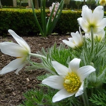 Beyaz Pulsatilla Vulgaris Dağ Lalesi Çiçeği Tohumu 5 Tohum