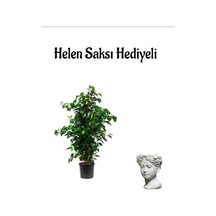 Kadınlar Gününe Özel Hediyeli Yeşil Benjamin Bitkisi Helen Saksı Hediyeli Salon Bitkisi