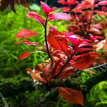 Ludwigia Mini Super Red Saksı Canlı Bitki -