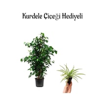 Kadınlar Gününe Özel Hediyeli Yeşil Benjamin Bitkisi Kurdele Çiçeği Hediyeli Salon Bitkisi