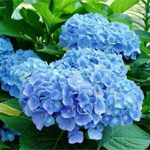 Videolu 1 Adet Ithal Mavi Çiçekli Ortanca Çiçeği 40-70 Cm Saksılı Çiçekli Bodur Bitkiler Hydrangea