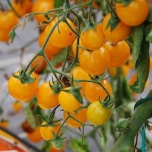 Heirloom Gold Cherry Nugget Domates Tohumu 15 Tohum 1 Paket