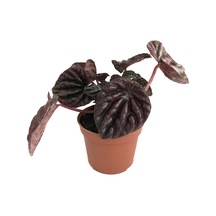 Peperomia Schumi Red (Zümrüt Dalgası Çiçeği) Ø5,5 CM Y0-10 CM