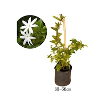 Ful Yasemin Çiçeği Yoğun Kokulu 30-60cm Sarmaşık Bitki Jasminum