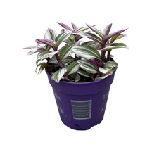 Tradescantia 'Nanouk' (Telgraf Çiçeği) Ø12 CM Y15-20 CM