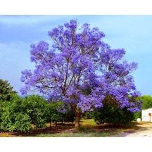 Çin Kavağı Paulownia Pavlonya Fidanı 15-25 Cm Saksılı