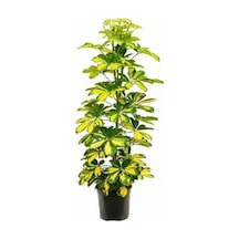 Videolu Çift Dal Ev Hediyesi Alacalı Şeflera Çiçeği 40-70 Cm Saksılı Iç Mekan Bitki Schefflera