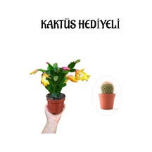 Öğretmenler Gününe Özel Sarı Renk Yılbaşı Çiçeği-kaktüsü Kaktüs Hediyeli