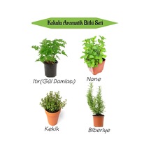 Tr Aromatik Kokulu Mutfak Seti, Itır Çiçeği+nane+kekik+biberiye Fidesi, 4 Adet