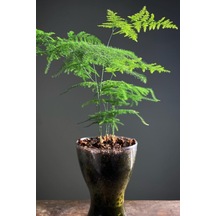 Tül Kuşkonmaz Asparagus 1. Kalite 10 15 Cm