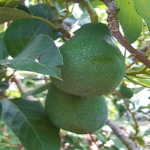 Avokado 48 Adet 250 Gr Üstü