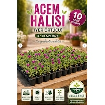 Asteriks Mezar Üstü Bitkisi 10 Adet Acem Halısı