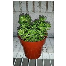 Sedum Rubrotınctum 45 Adet - Teraryum İçin Sukulent Yer Örtücü Bi