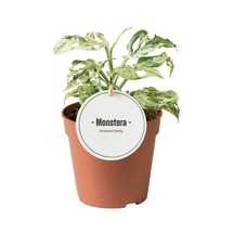 Monstera Adansonii 'Frozen Freckles' (Deve Tabanı) Ø12 CM Y15-20 CM
