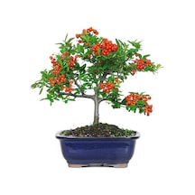 Bodur Kızılcık Bonzai Ağacı Tohumu 3 Tohum + Bonsai Tohumu