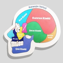 Moon Beavers Kafanın Yapısı Ahşap Eğitici Oyun