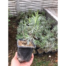 Kokulu Lavanta Fidanı Fidesi 15-25 CM N11.447