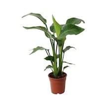 Starliçe Cennet Kuşu Strelitzia Nicolai İç Mekan Salon Çiçeği 50-70cm