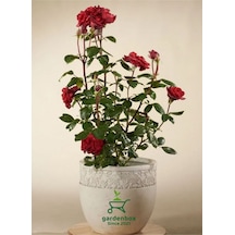 Canlı Kırmızı Renk Gül Fidanı 1 Adet Sakısda Bahçe Çiçeği 30-40cm
