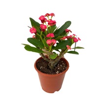 Orta Boy Dikenler Tacı Çiçeği Fidanı 10-20 Cm