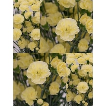 Kokulu Sarı Karanfil Çiçeği Fidanı 4 Adet Saksılı 30-50cm Salon Bitkisi Carnation Flower
