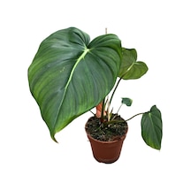 Philodendron 'mcdowell' Ø17 Cm 35-40 Cm