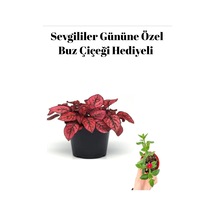 Kadınlar Gününe Özel Kırmızı Renk Hostes Çiçeği Buz Çiçeğiı Hediyeli