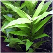 Hygrophila Corymbosa Angustifolia Saksı Canlı Bitki Tr-948143