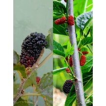 Videolu Ters Paraşüt Dut 90 110 Cm 1 Adet Tüplü Meyve Ağacı Mulberry Tree