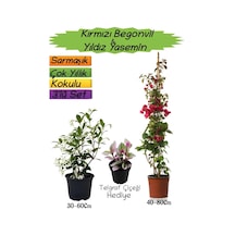 Kırmızı Renk Begonvil+kokulu Yıldız Yasemin+telgraf Çiçeği 3'lü Peyzaj Seti
