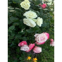 Videolu Yediveren Pembe Beyaz Renkli Kokulu 30 60 Cm Saksılı Aşılı Gül Pink And White Rose