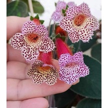 Özel Tür Lori Kohleria Japon Küpelisi Çiçeği Fidesi Mini Pot