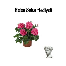 Kadınlar Günü Hediyeli Pembe Sakız Sardunya Helen Saksı Hediyeli Ev Bitkisi