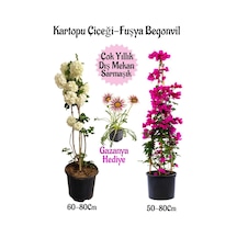 Kartopu Çiçeği 1 Adet +fuşya Begonvil 1 Adet+ Pembe Gazanyasaksılı Bahçe Seti