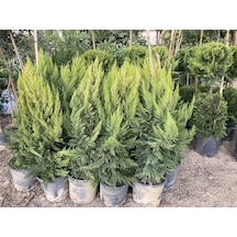 SAKSIDA 2 ADET LİMONİ SERVİ FİDANI BOY (40- 60 CM)