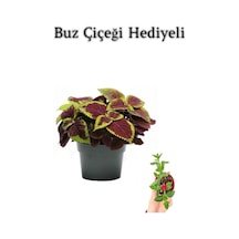 Renkli Yapraklı Yaprak-cam Güzeli Sevgililer Gününe Özel Buz Çiçeği Hediyeli