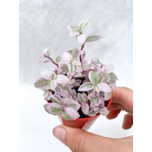 Videolu Mini Pembe Telgraf Çiçeği 10-15 Cm Saksılı Çiçekli Bodur Bitkiler Tradescantia