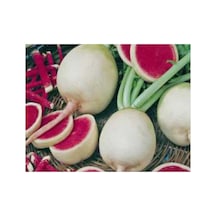 Çin Turp Tohumu - Aksel - 10 Gr