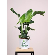 Büyük Boy Bodur Starliçe Regina 1 Adet Saksılı 60-80cm Strelitzia