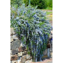 Yayılıcı Biberiye Rosmarinus Officinalis Prostratus 2 Adet